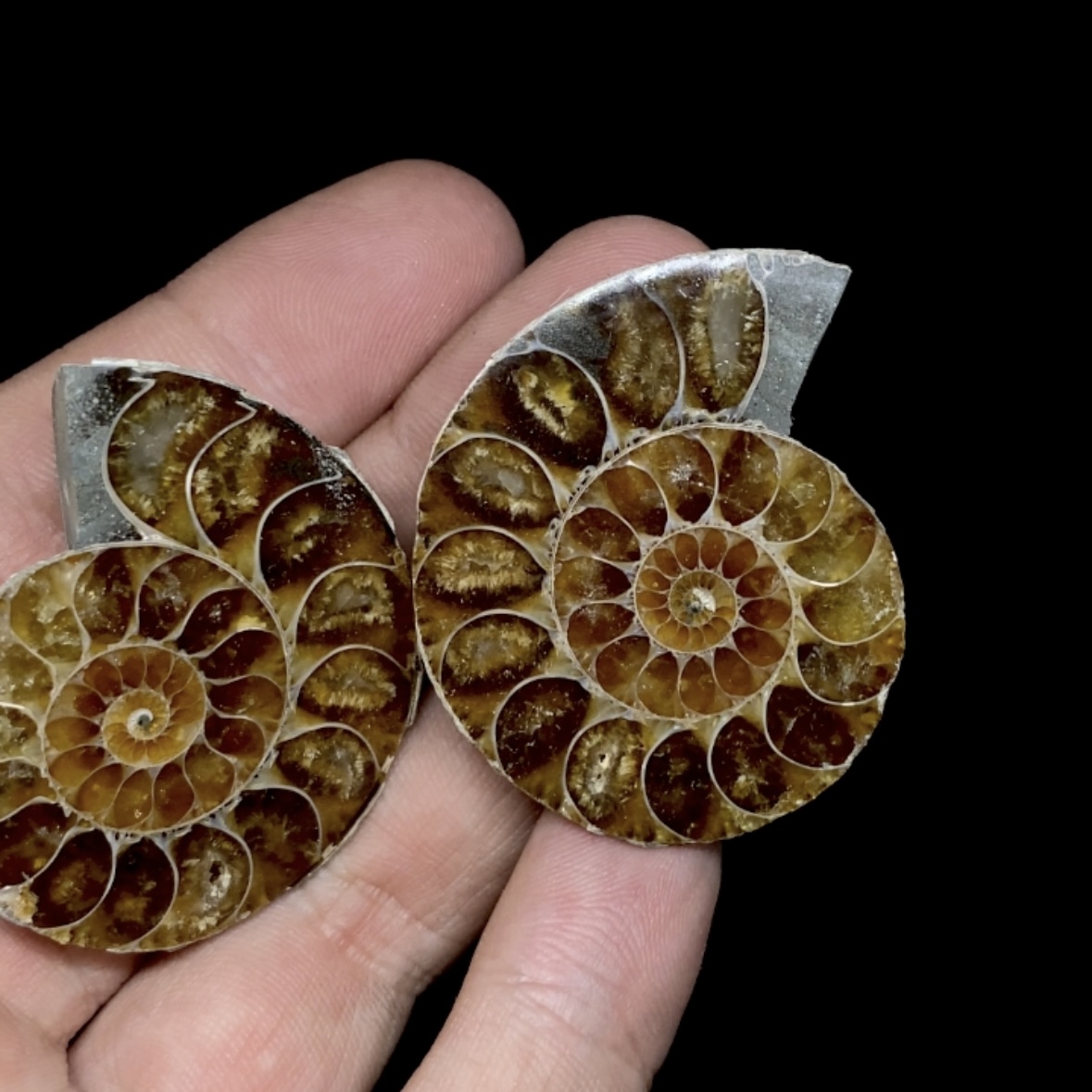 Par Fósiles de Ammonite opalescente #3