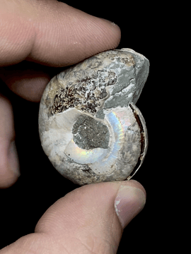 Par Fósiles de Ammonite opalescente #12