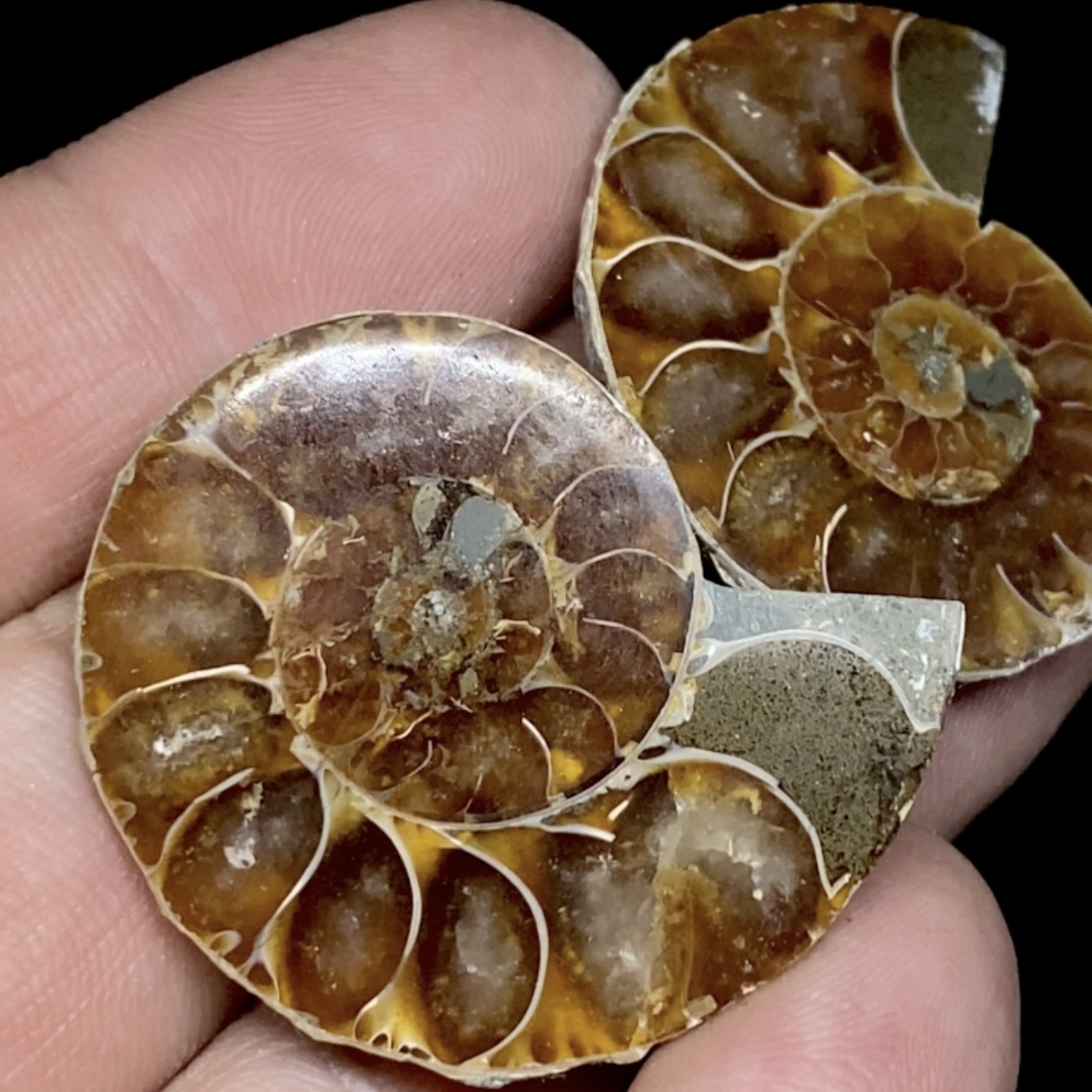 Par Fósiles de Ammonite opalescente #13