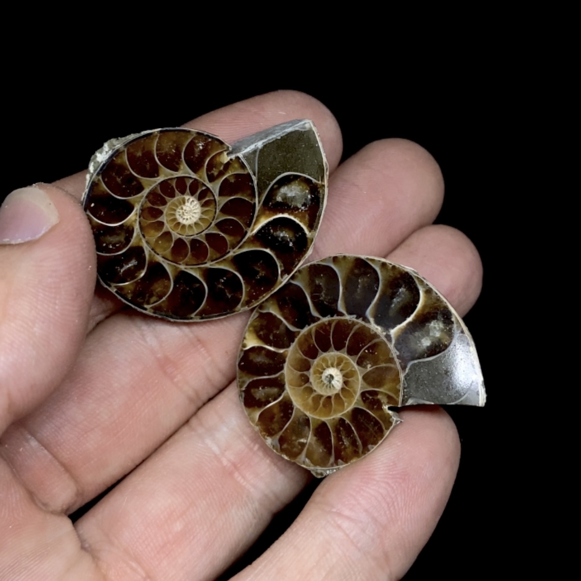 Par Fósiles de Ammonite opalescente #15