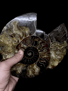 Par Fósiles de Ammonite opalescente #16