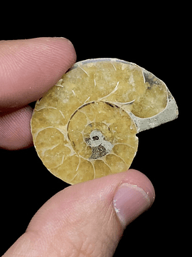 Fósil de Ammonite opalescente #3