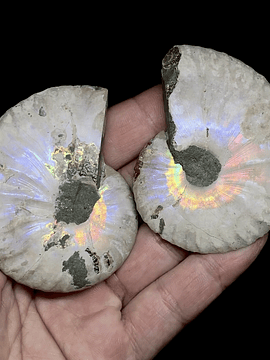 Par Fósiles de Ammonite opalescente #3