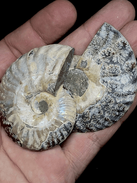 Par Fósiles de Ammonite opalescente #4