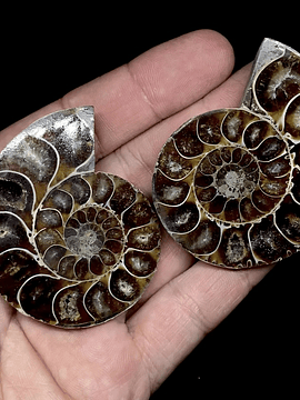 Par Fósiles de Ammonite opalescente #6