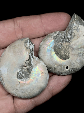 Par Fósiles de Ammonite opalescente #11