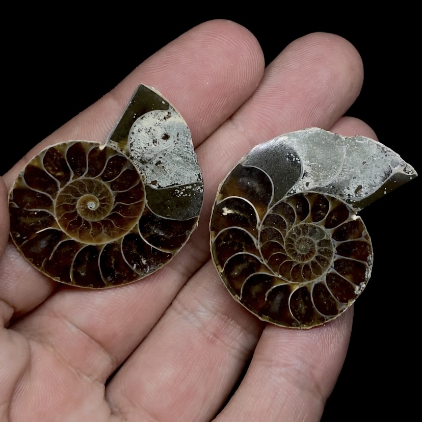 Par Fósiles de Ammonite opalescente #18