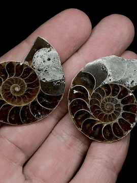 Par Fósiles de Ammonite opalescente #18