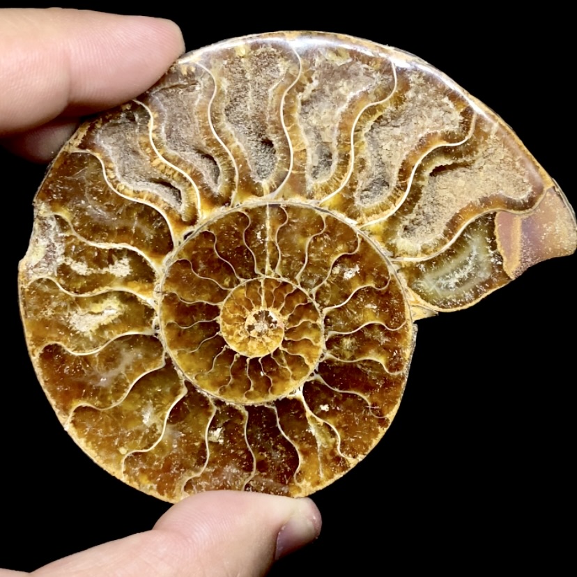Fósil de Ammonite XL #2