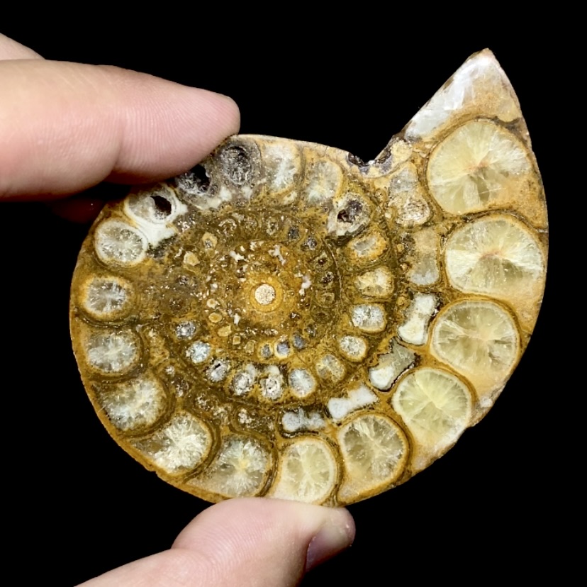 Fósil de Ammonite XL #3