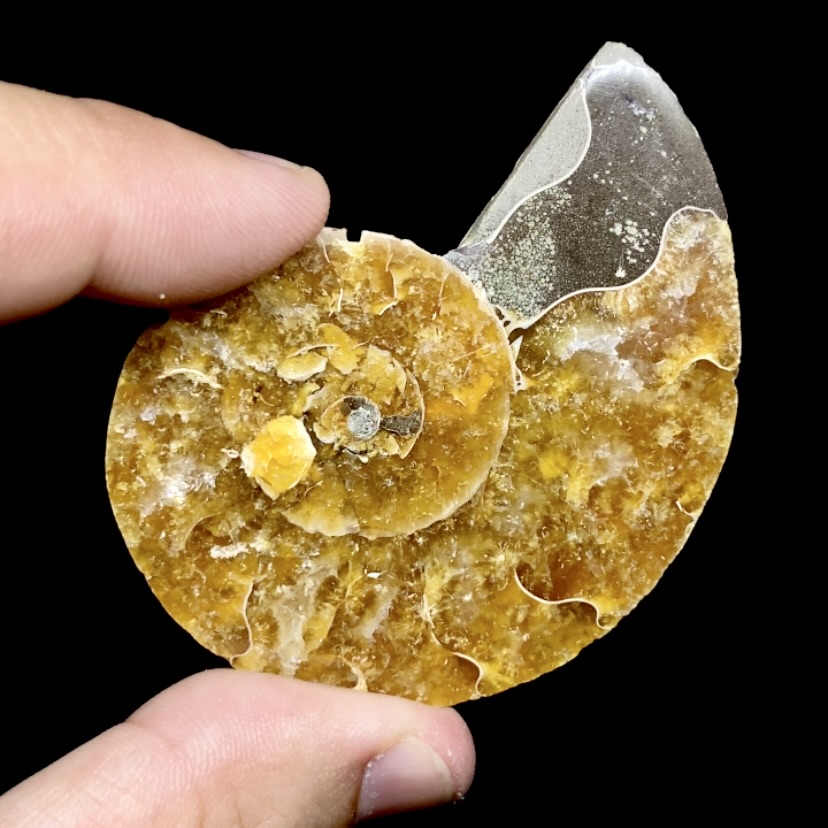 Fósil de Ammonite XL #4