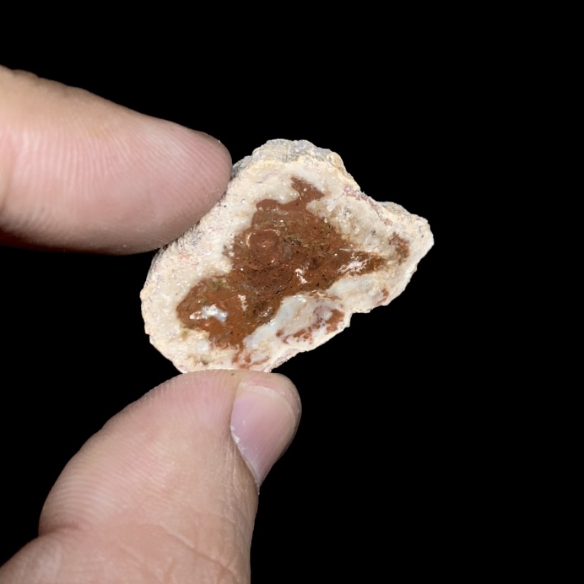 Fósil de Madera #2