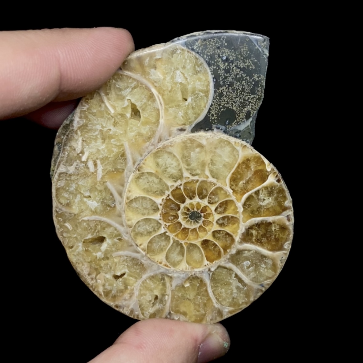 Fósil de Ammonite opalescente #4