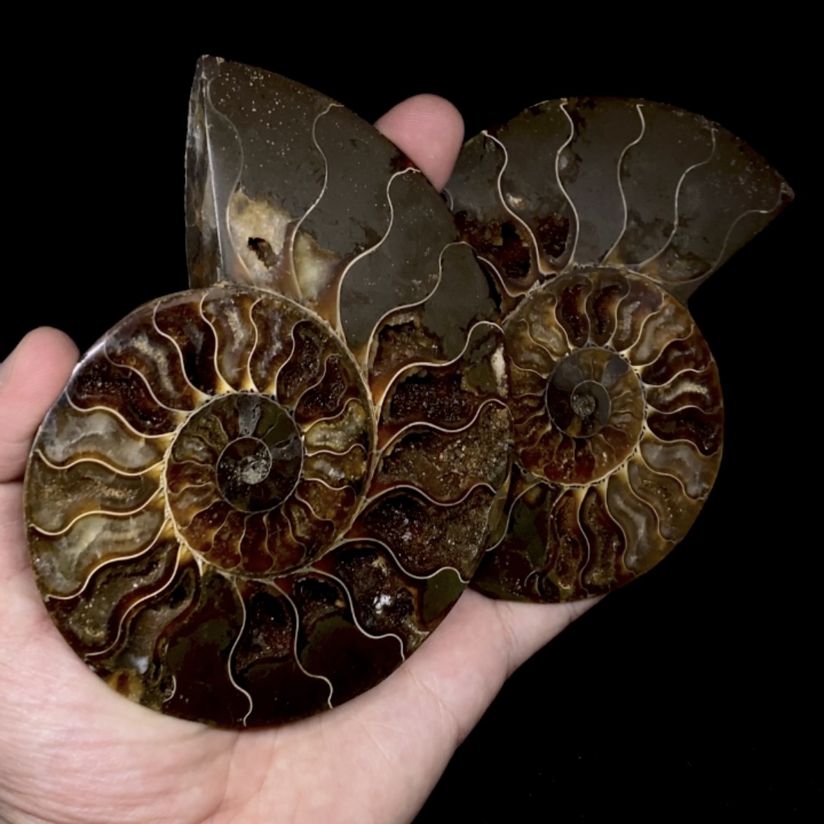 Par Fósiles de Ammonite opalescente #1
