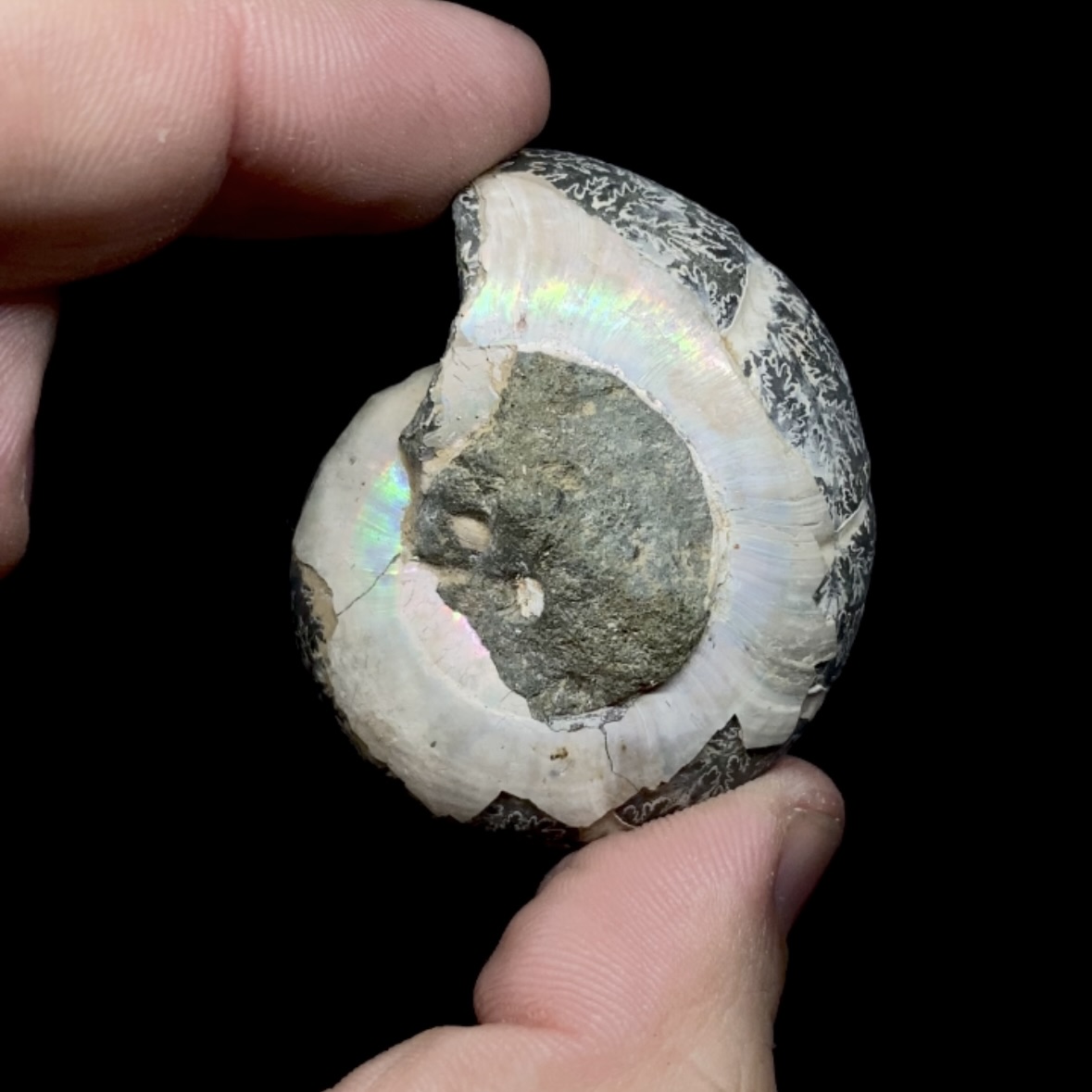 Fósil de Ammonite opalescente #2