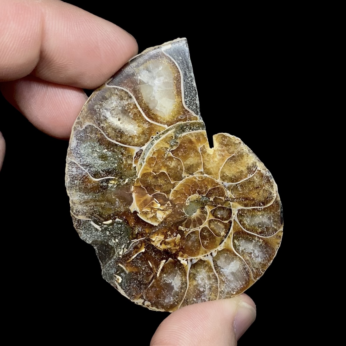 Fósil de Ammonite opalescente #7