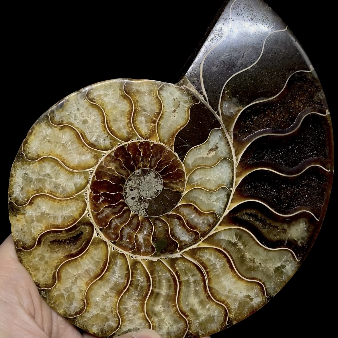 Fósil de Ammonite XL #1