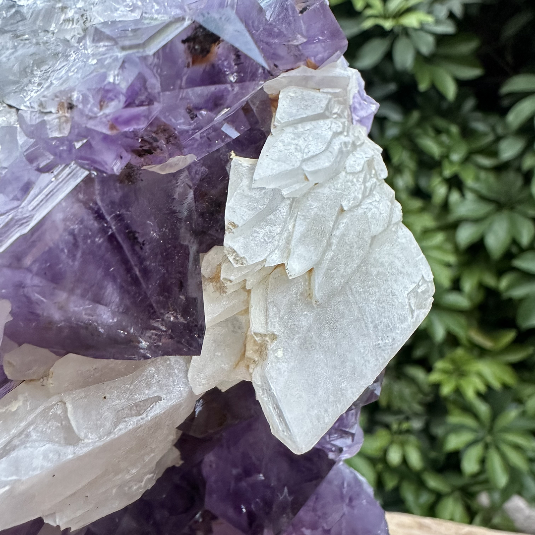 Capilla Amatista #22 5