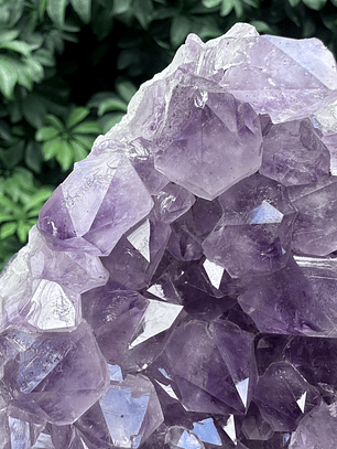 Capilla Amatista #29