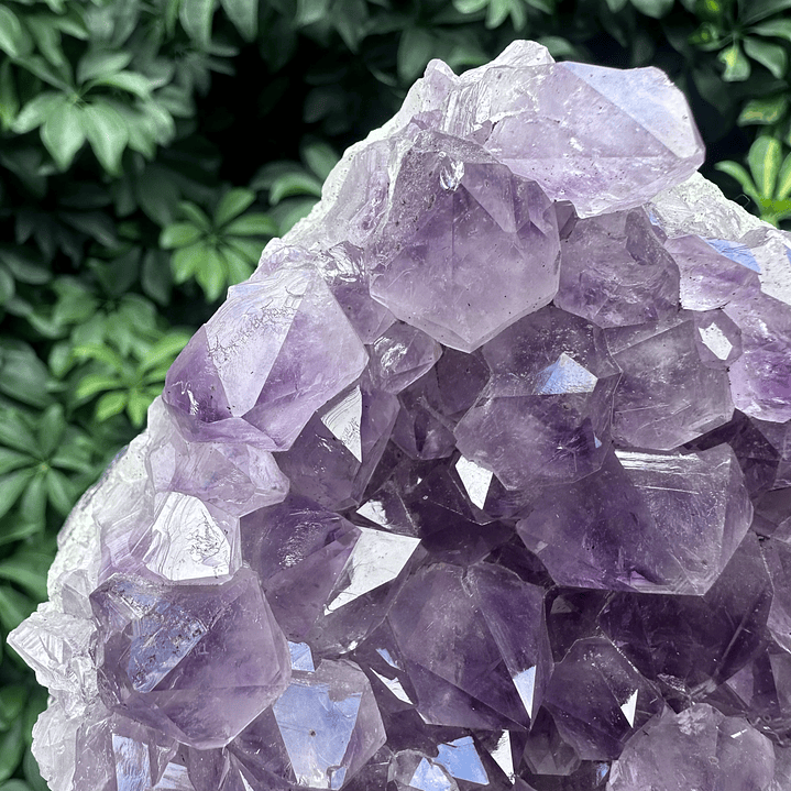 Capilla Amatista #29 2