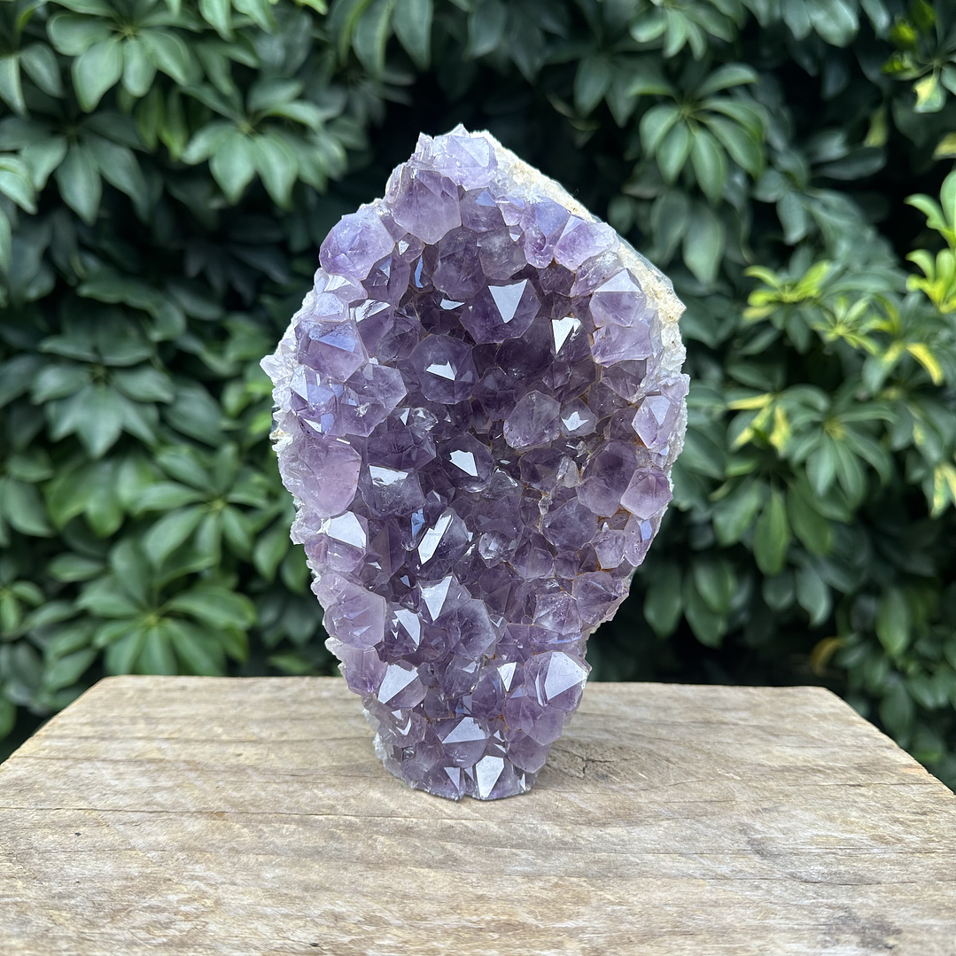 Capilla Amatista #29 1