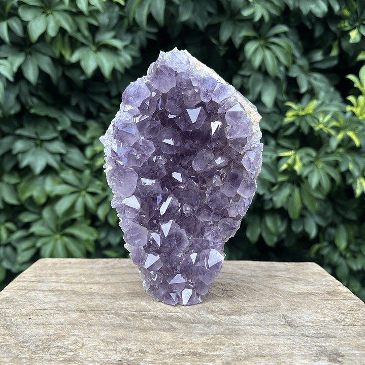 Capilla Amatista #29 1