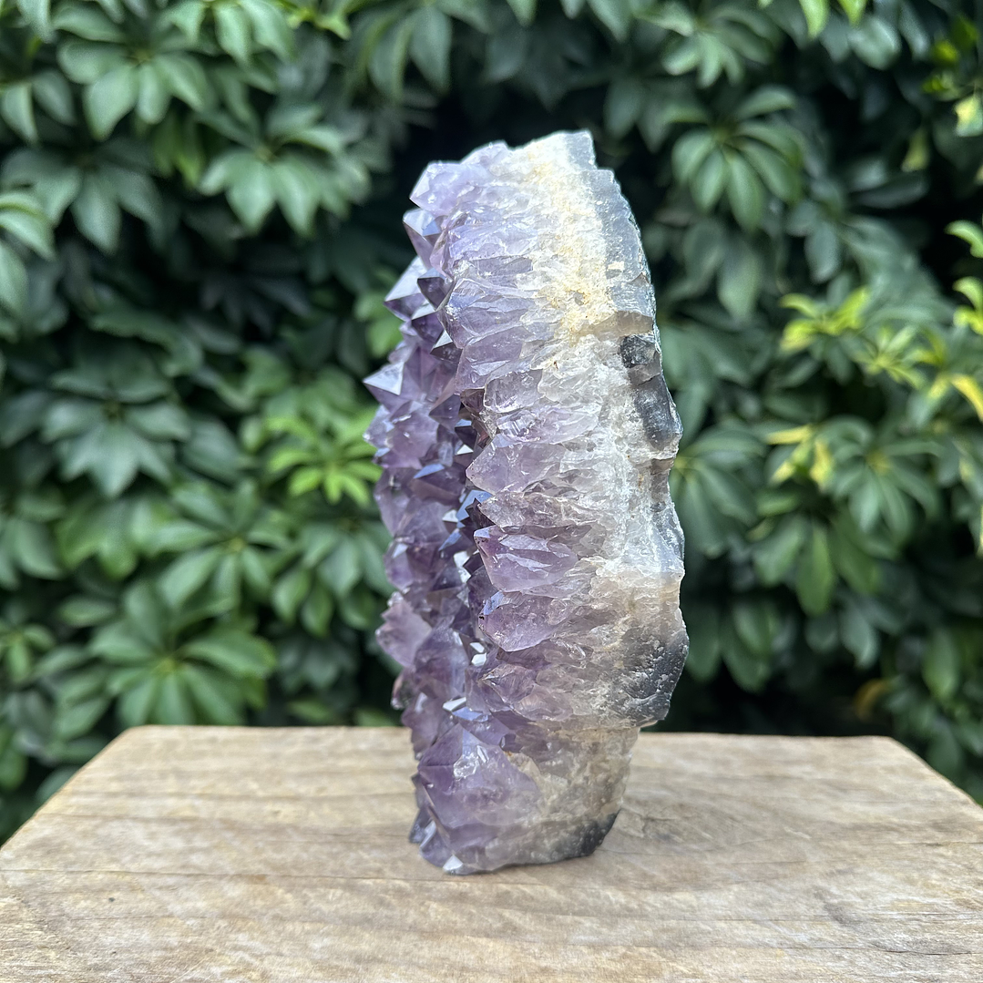 Capilla Amatista #29 4