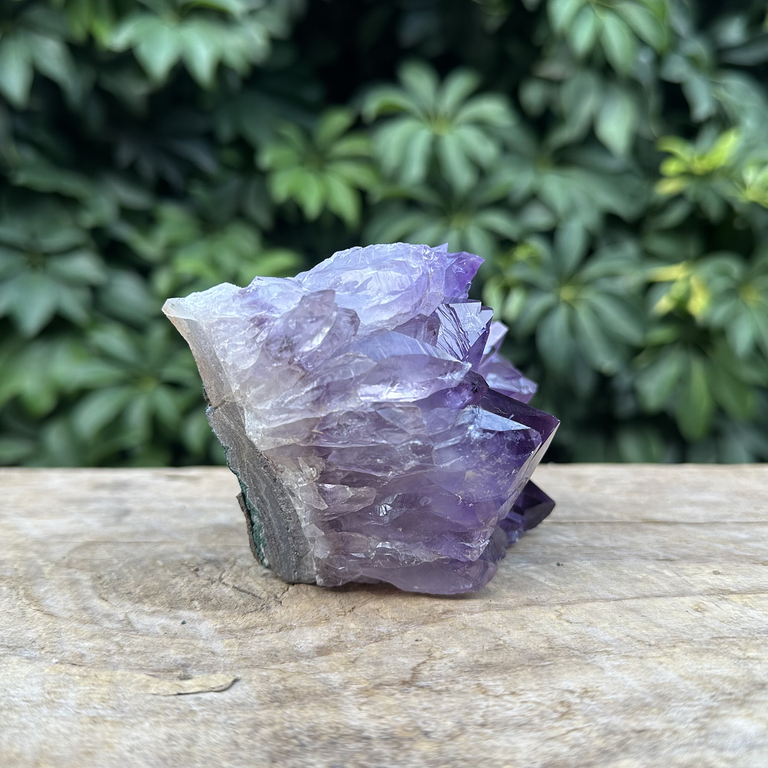 Capilla Amatista #30 4