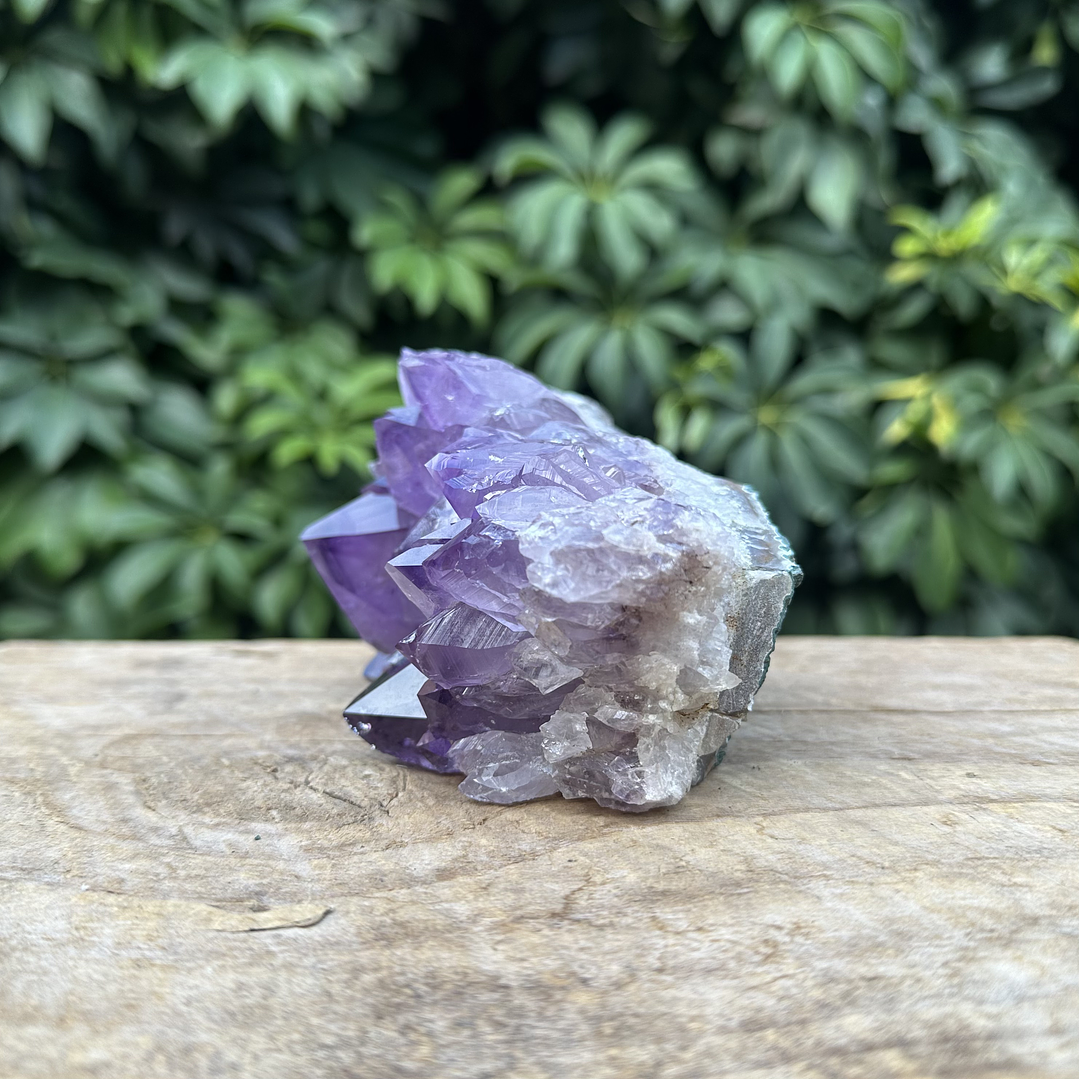 Capilla Amatista #30 5