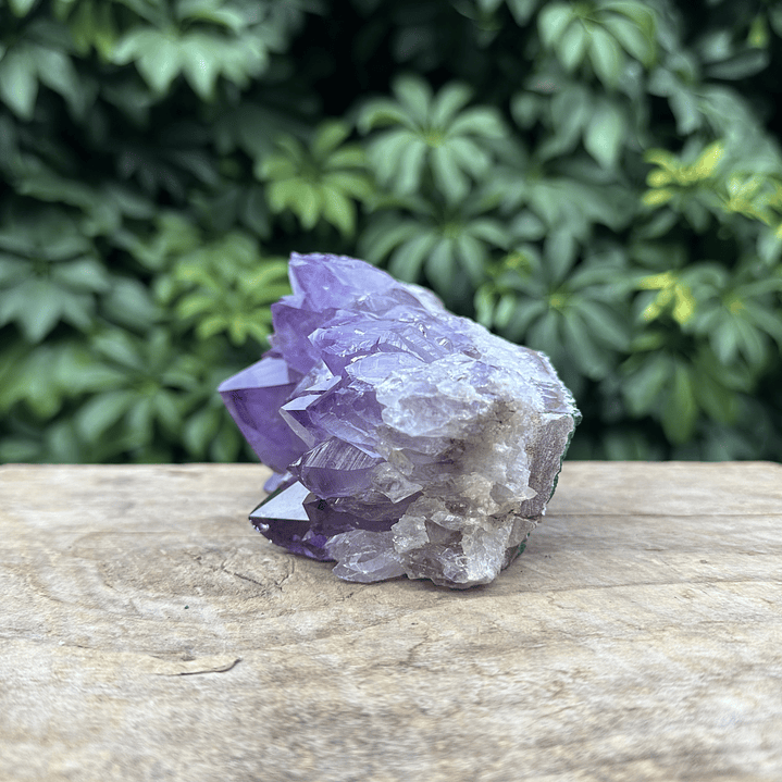 Capilla Amatista #30 5