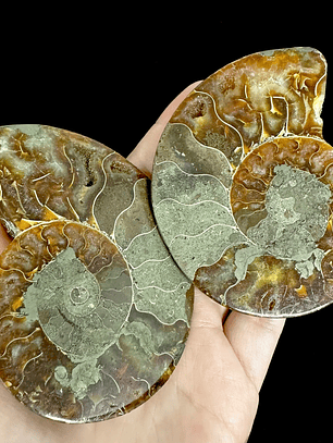 Par Fósiles de Ammonite opalescente #19