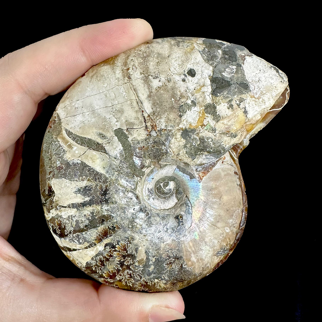 Par Fósiles de Ammonite opalescente #19 3