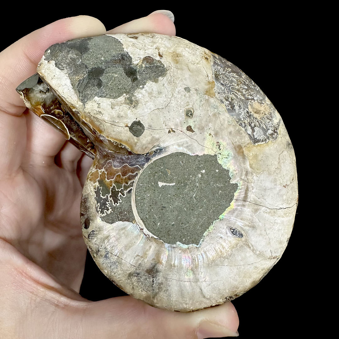 Par Fósiles de Ammonite opalescente #19 4