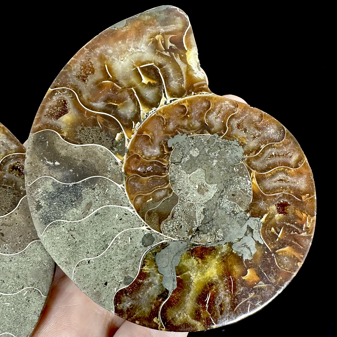 Par Fósiles de Ammonite opalescente #19 2