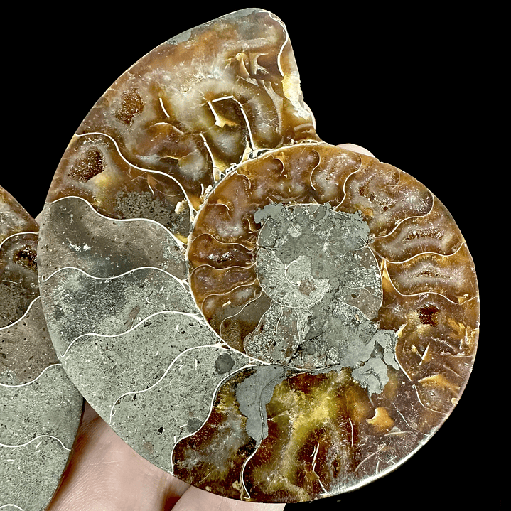 Par Fósiles de Ammonite opalescente #19 2