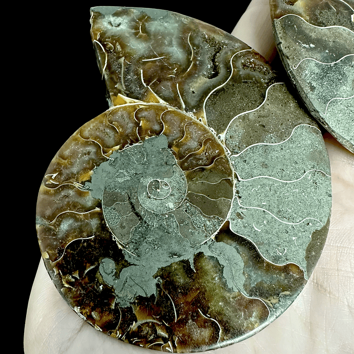 Par Fósiles de Ammonite opalescente #19 5