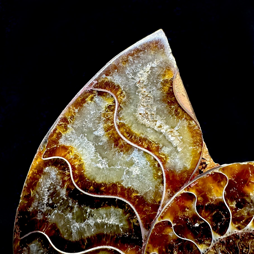 Par Fósiles de Ammonite opalescente #20 2