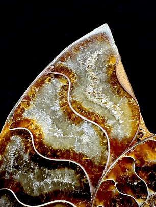 Par Fósiles de Ammonite opalescente #20