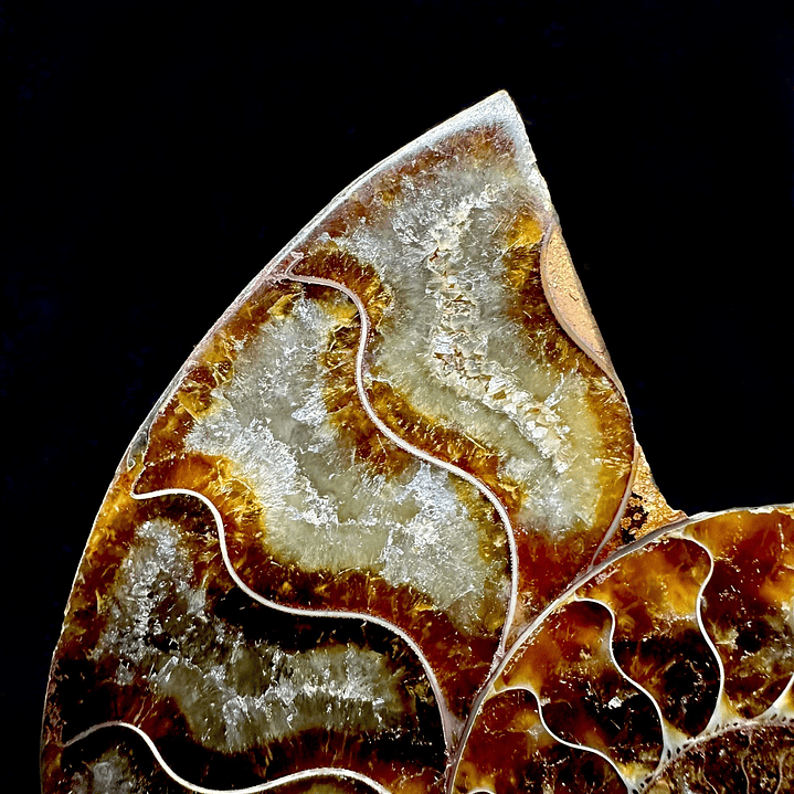 Par Fósiles de Ammonite opalescente #20 2