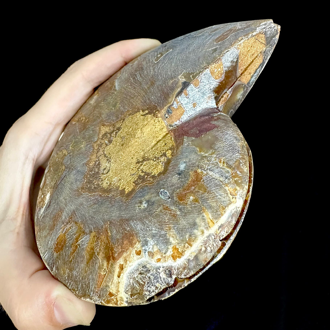 Par Fósiles de Ammonite opalescente #20 6