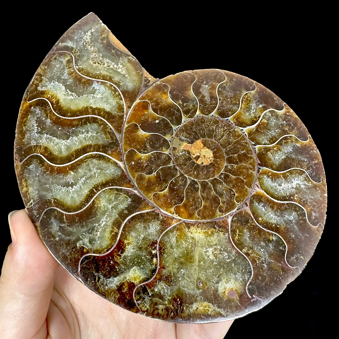 Par Fósiles de Ammonite opalescente #20 4