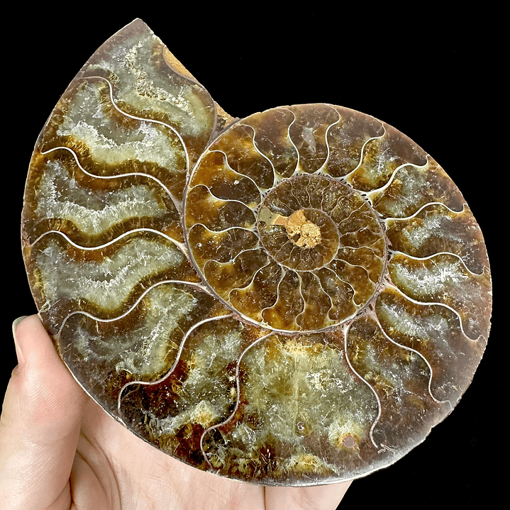 Par Fósiles de Ammonite opalescente #20 4