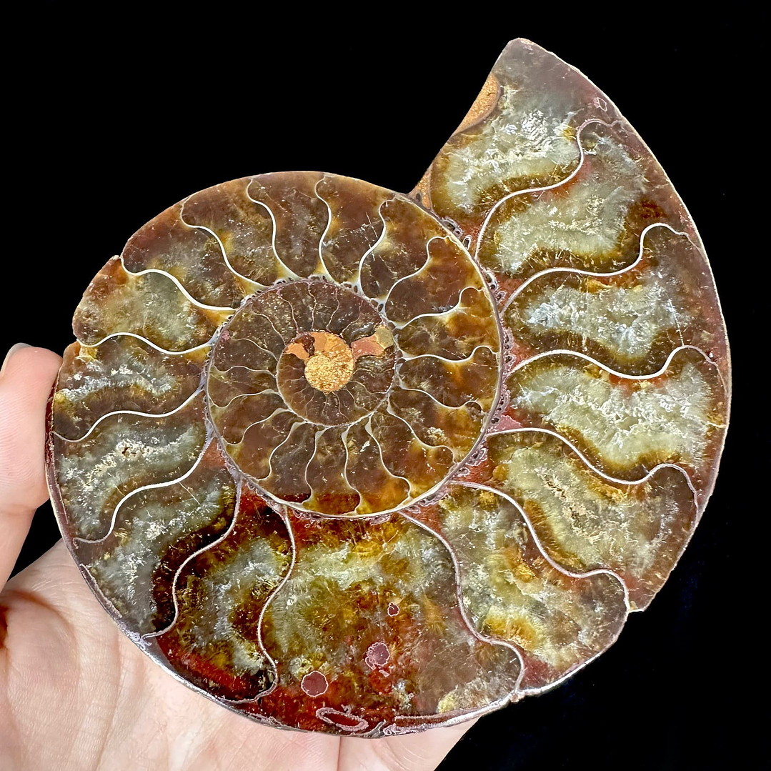 Par Fósiles de Ammonite opalescente #20 5