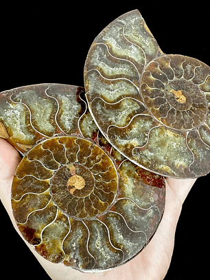 Par Fósiles de Ammonite opalescente #20