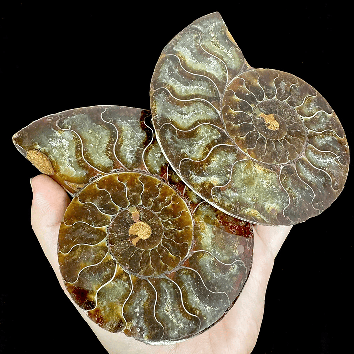 Par Fósiles de Ammonite opalescente #20 1