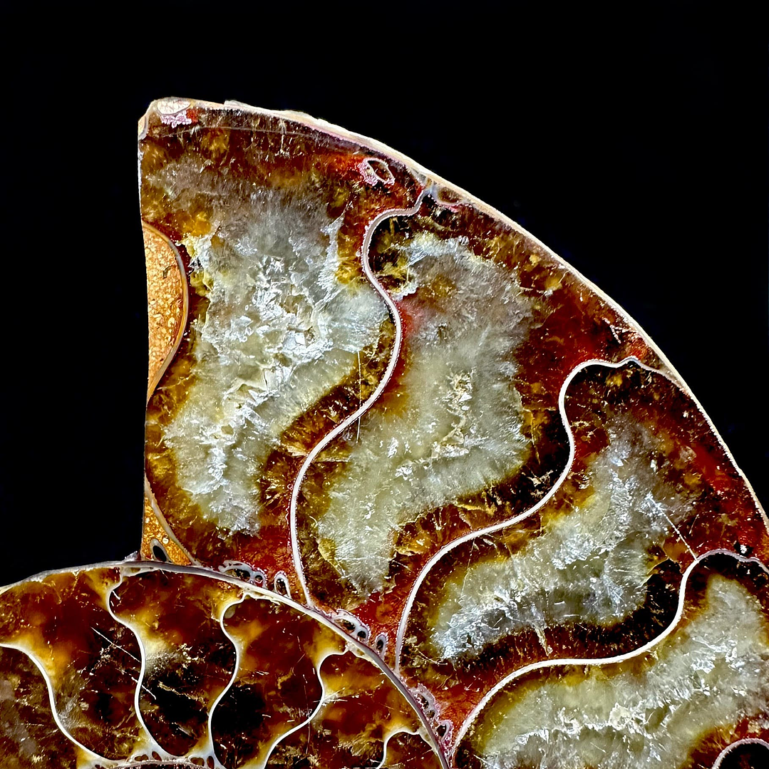 Par Fósiles de Ammonite opalescente #20 3