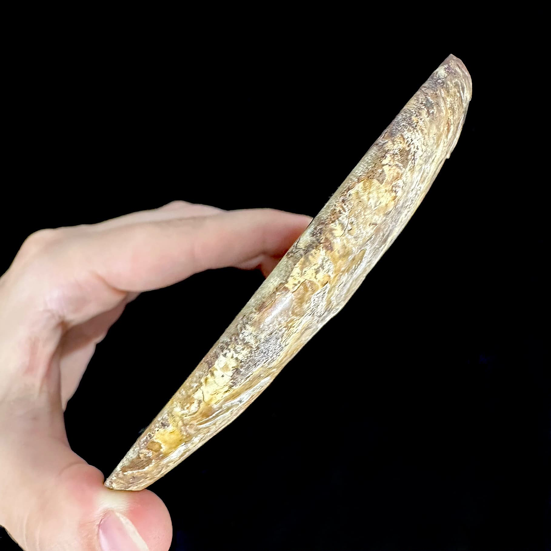 Fósil de Ammonite XL #9 5