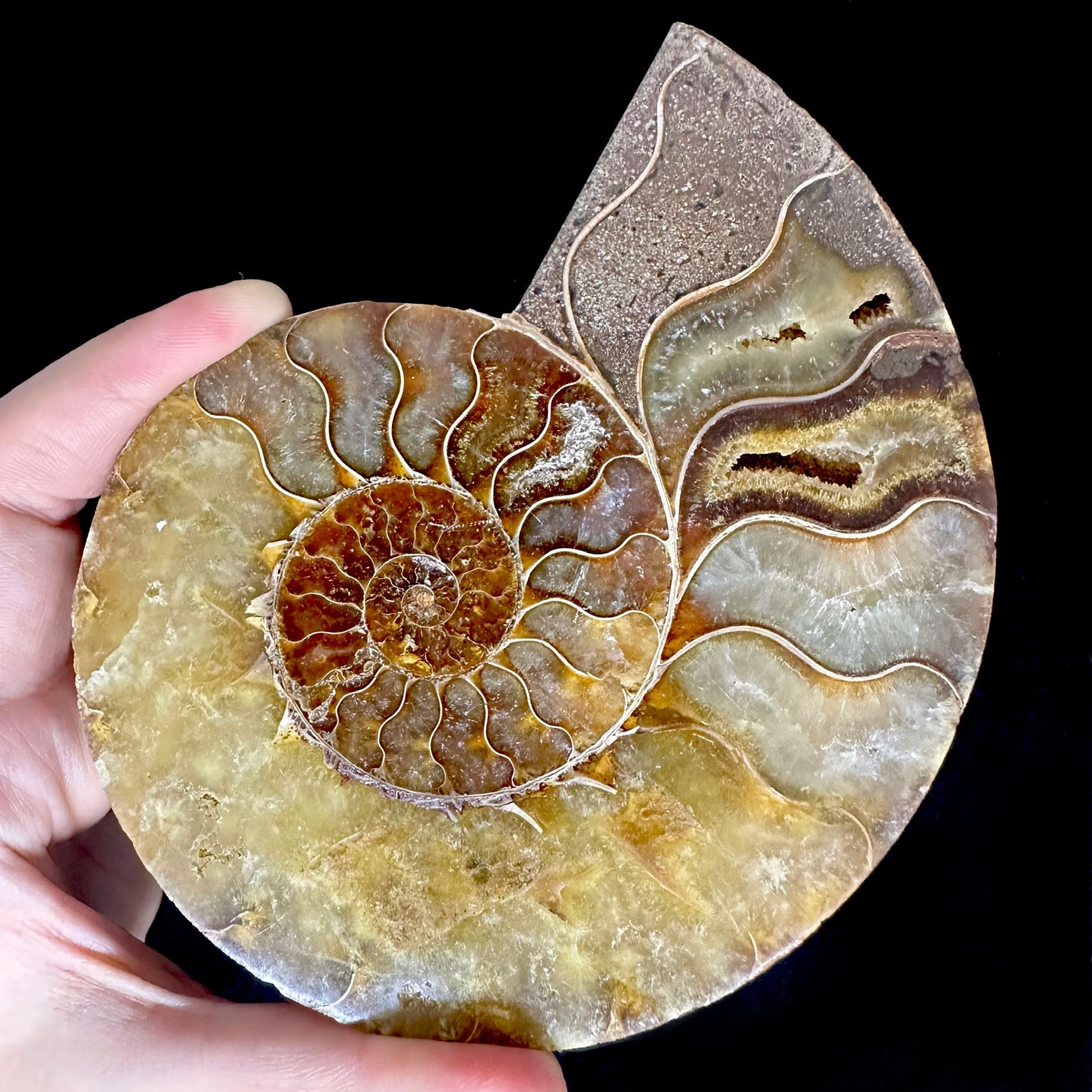 Fósil de Ammonite XL #9