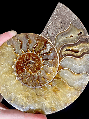 Fósil de Ammonite XL #9