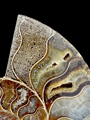 Fósil de Ammonite XL #9